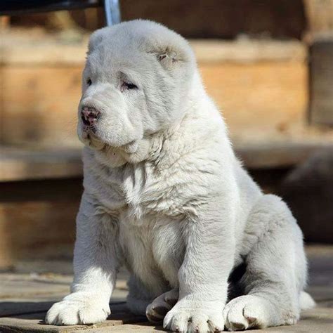 Giant Alabai Dog Puppy : Turkish Kangal Dog As Son Of Central Asian Alabai Kangal Dog Huge Dogs ...