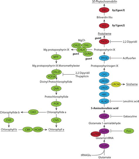 Frontiers | Evidence for a Contribution of ALA Synthesis to Plastid-To-Nucleus Signaling | Plant ...