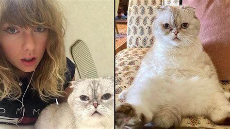 Taylor Swift’s cat Olivia is the world’s third richest pet with a net worth of $97 million ...