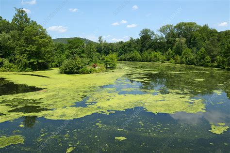 Algae bloom - Stock Image - C039/0375 - Science Photo Library