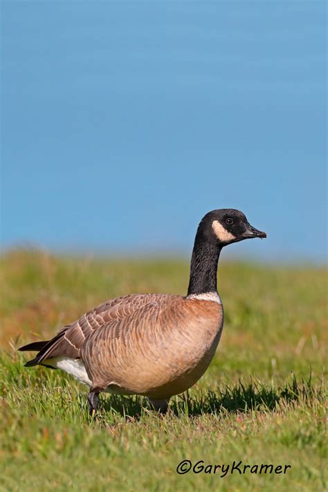 Canada Goose - Gary Kramer Photographer / Writer