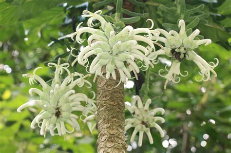 Cyanea superba in the Waiʻanae Mountains | Hawaiian Forest