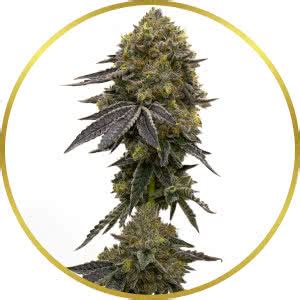 Buy Do-Si-Dos Marijuana Seeds USA - Abundant Life Seeds