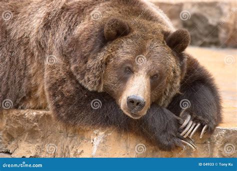 Sleeping Bear Stock Photos - Image: 4933