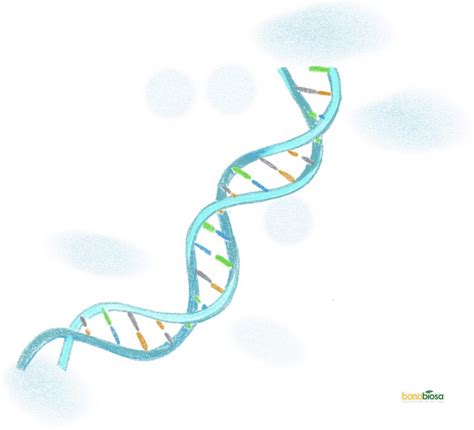 DNA_helix - BANABIO S.A.