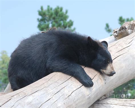 Black Bear Sleeping Photograph by Sharon Molinaro - Pixels