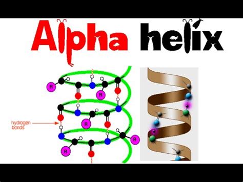 Alpha helix | secondary structure | protein structure - YouTube