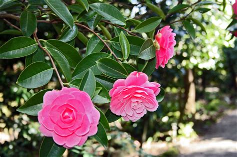 Camellias at Filoli | Steve's Genealogy Blog