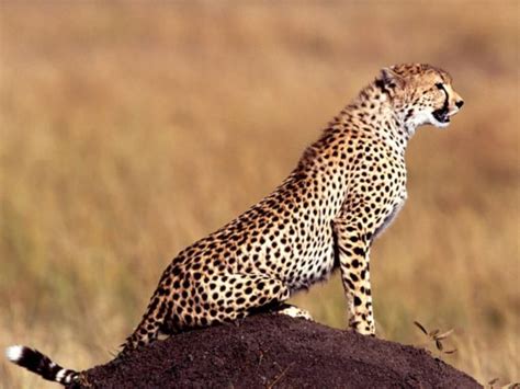 Cheetah sounds like talk, chirp and meow to communicate - Strange Sounds