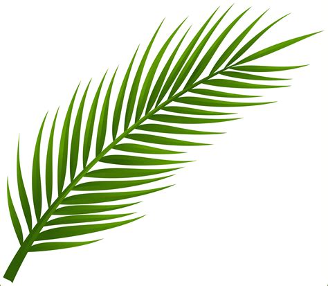 Leaves clipart coconut tree, Leaves coconut tree Transparent FREE for download on WebStockReview ...