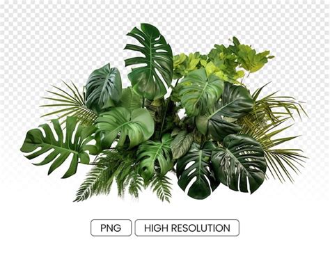 Jungle Plants Png