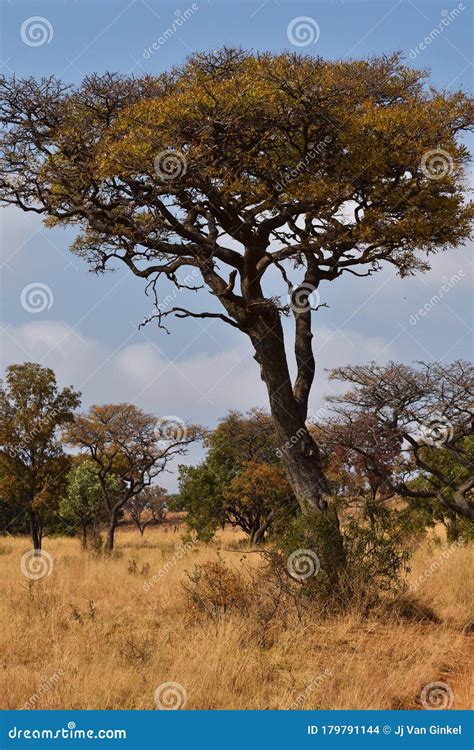 Marula Fruit Tree in African Grassland Sclerocarya Birrea Stock Photo - Image of leaves, nature ...