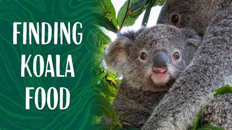 How Taronga Zoo Keepers are Feeding Koalas Rescued from Bushfires - YouTube