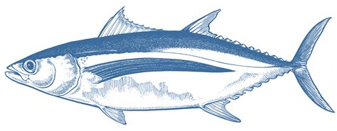 Wildcaught Albacore Tuna - GoodFish Australia's Sustainable Seafood Guide