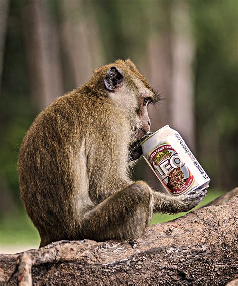 Drunken Monkeys: A Scientific Explanation for Our Drinking | VinePair