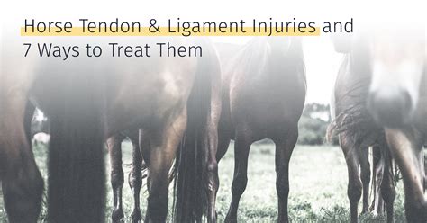 Horse Tendon & Ligament Injuries and 7 Ways to Treat Them