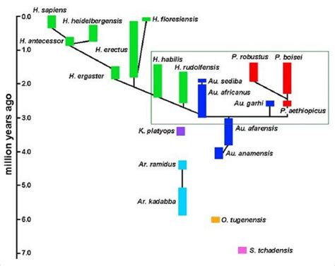 A phylogeny of hominin species. | Download Scientific Diagram