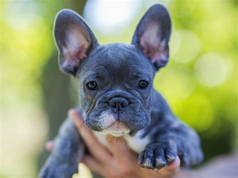 4 French Bulldog Health Issues | Spot Canada