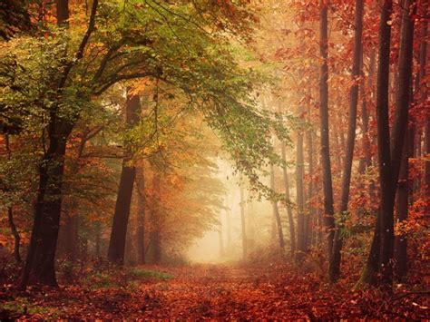 Foggy autumn forest pathway - realityDream - Photography, Landscapes & Nature, Forests, Boreal ...