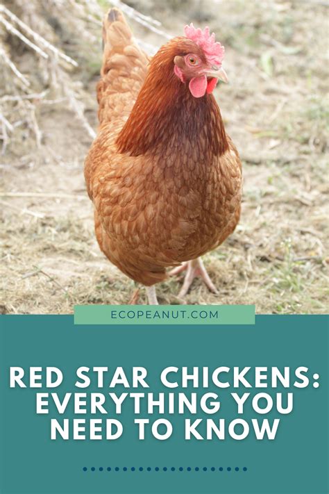 Red Star Chicken Breed Guide: All You Need To Know | Red star, Chicken ...