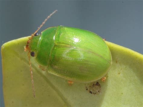 Real World Gardener: Eat Flowers and Broccoli Not Beetles