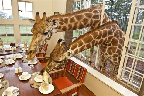 Giraffe Manor Kenya, one of the World's Most Unsual Hotels