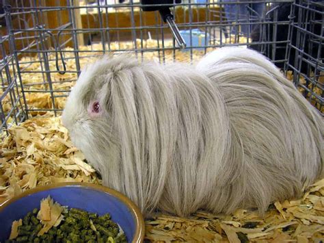 Peruvian Guinea Pigs - Everything You Need to Know - The Pet Savvy