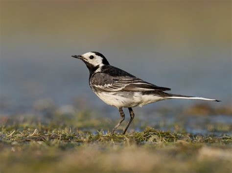 Black and White Birds in the UK (Identification Guide) | Birdfact