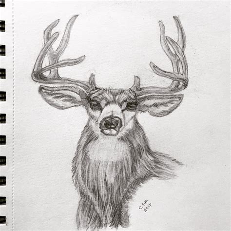 Buck Practice Pencil Carol Priestley Magamoll | Drawing sketches ...