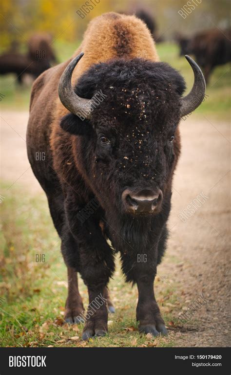 Plains Bison Image & Photo (Free Trial) | Bigstock