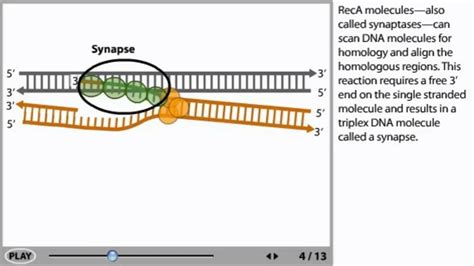 DNA recombination Animation - YouTube