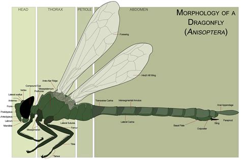 Asisbiz 0 Libellulidae Female Dragonfly morphology Anizoptera 0A