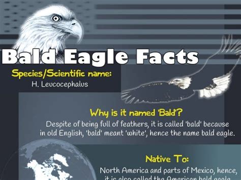 American Bald Eagle Facts – Mocomi Kids