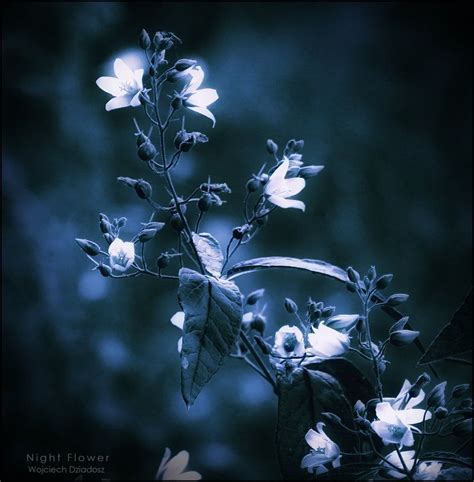 Night Flower Black Flowers, White Roses, Spring Flowers, Moon Garden, Night Garden, Venus, Ink ...