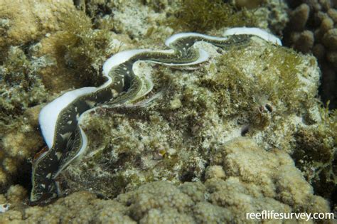 Tridacna maxima - Giant Clam | ReefLifeSurvey.com