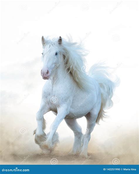 Snow white horse running stock photo. Image of healthy - 142251990