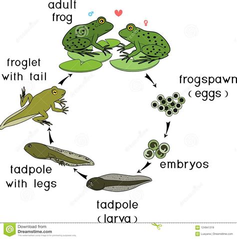 Cycle De Vie De Grenouille Étapes Du Développement De La intérieur ...
