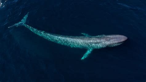 Biggest Whale Ever