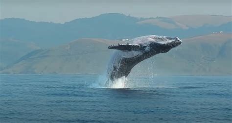 Rare footage captures huge humpback whale jumping completely out of the water.