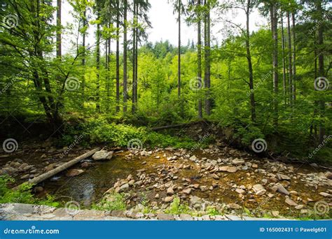 The brook in mountain stock image. Image of brook, forest - 165002431