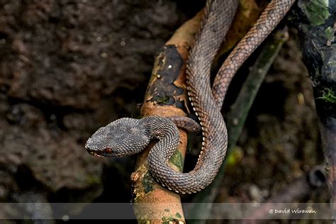 Mangrove Pit-Viper - Singapore Geographic