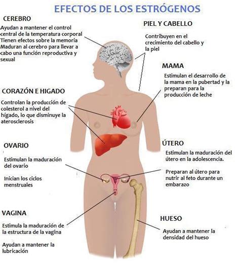 estrogeno - Mind Map