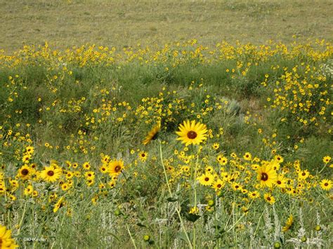 A Wandering Botanist: Plant Story--the Prairie Sunflower, Helianthus petiolaris