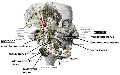 ehejojinud: Trigeminal Nerve Branches