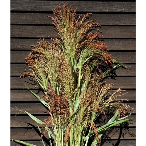 Colored Uprights - Broom Corn Seed | Johnny's Selected Seeds | Broom corn, Corn seed, Seeds