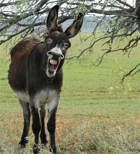 Laughing donkey | Horses | Pinterest