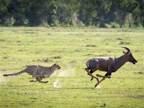 How Fast Can a Cheetah Run? Top Speed, 6 Unique Features | Storyteller ...