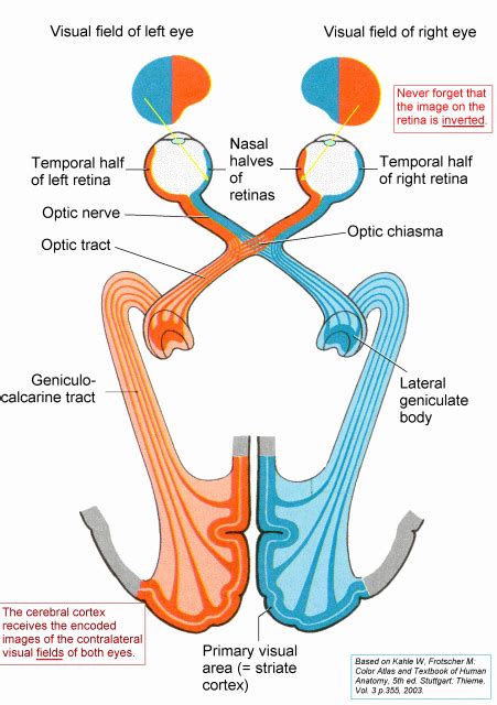 Visual pathway