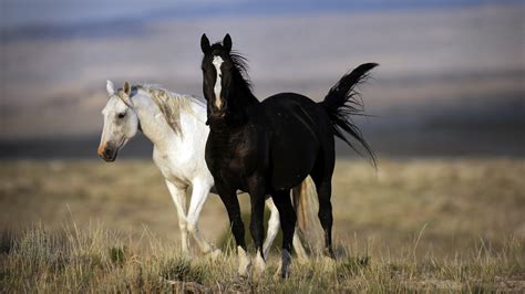 263 Wallpaper Hd Black And White Horse Picture - MyWeb