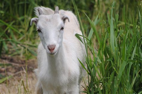 Our Lovely Lamancha Goat Gal - A Farmish Kind of Life